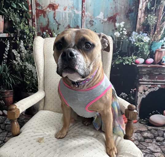 Photo of Aggie