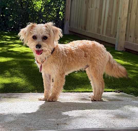 Photo of Copper Lovie