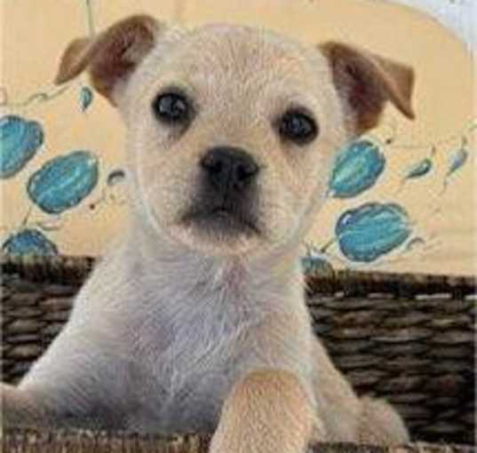 Photo of Isabella