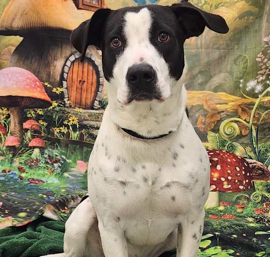 Photo of Harvey