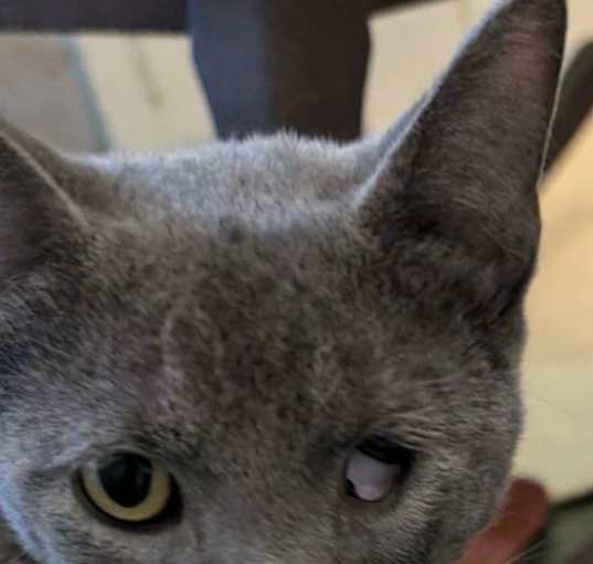 Photo of Pebbles