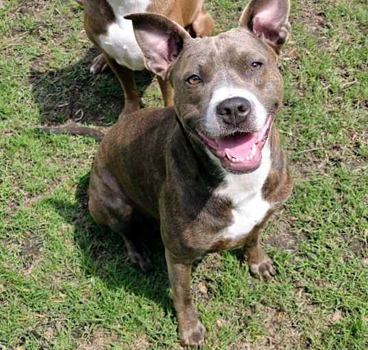 Photo of Cocoa and Dobby
