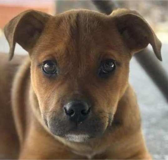 Photo of ScoobyDoo
