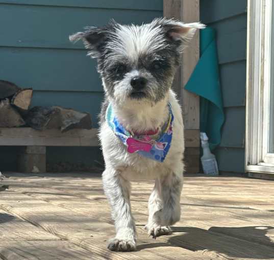 Photo of Birdie
