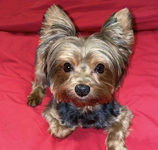 Photo of Max