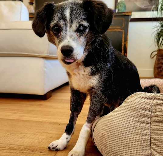 Photo of Dottie