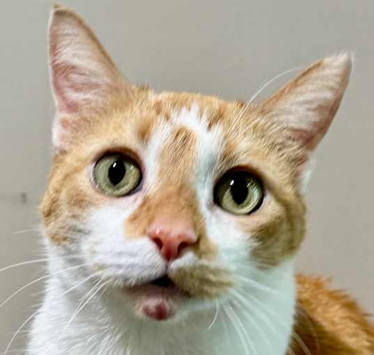 Photo of Swiper