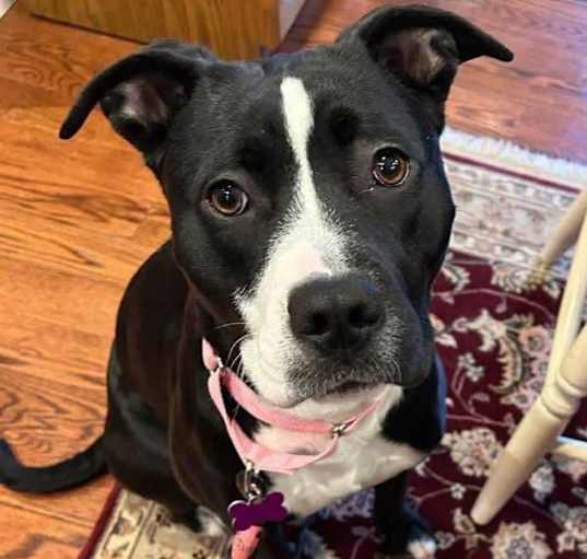 Photo of Petunia