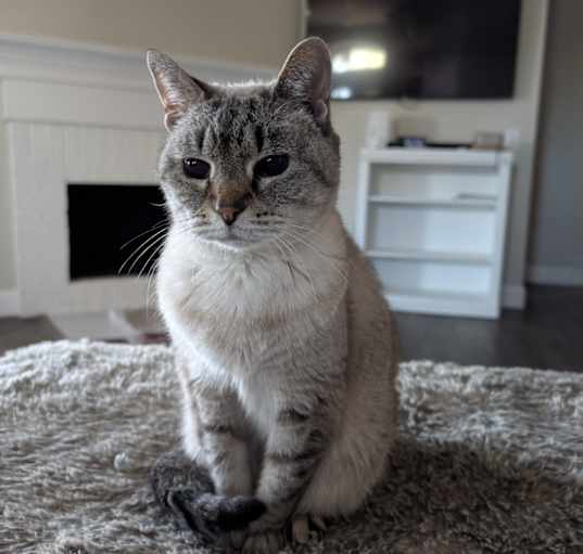 Photo of Snowball