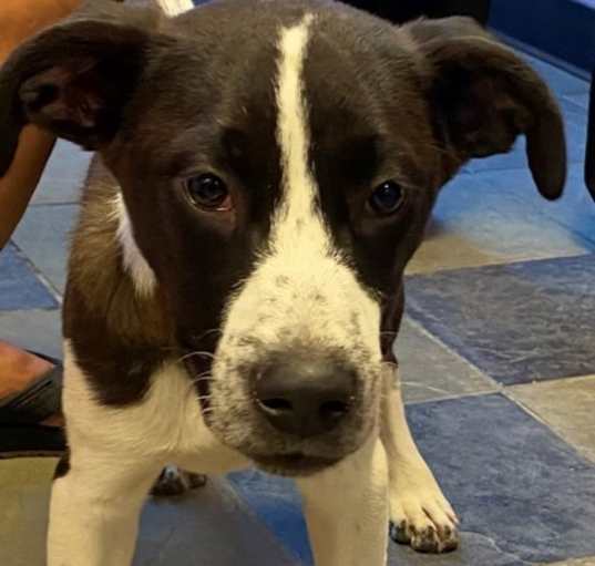 Photo of BANDIT JR