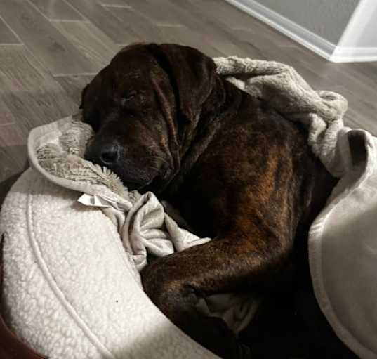 Photo of Rufus