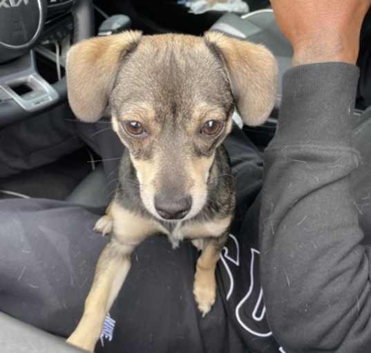 Photo of Nova*