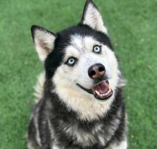 Photo of Rex