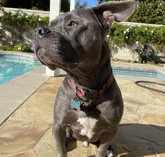 Photo of Baloo (Bobo)