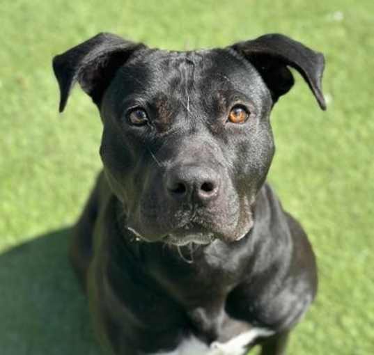 Photo of Sugar