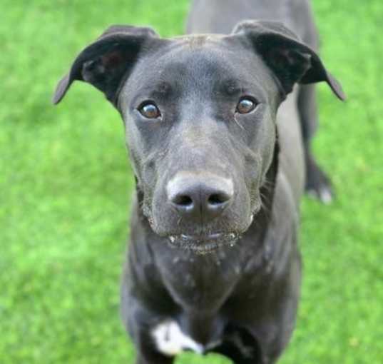 Photo of Tango*