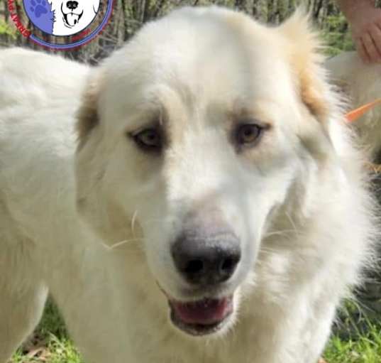 Photo of Vanilla