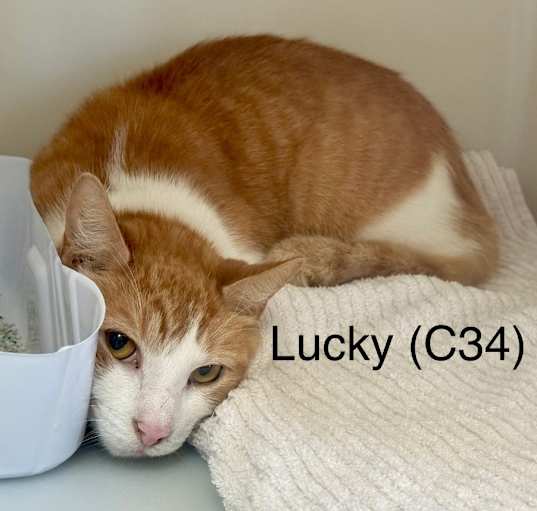 Photo of Lucky (C34)