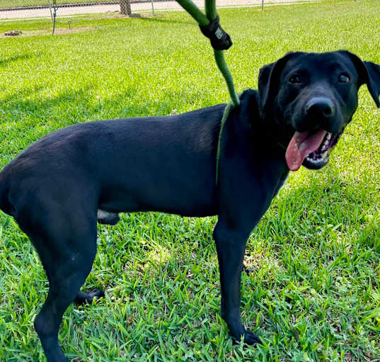 Photo of Loki