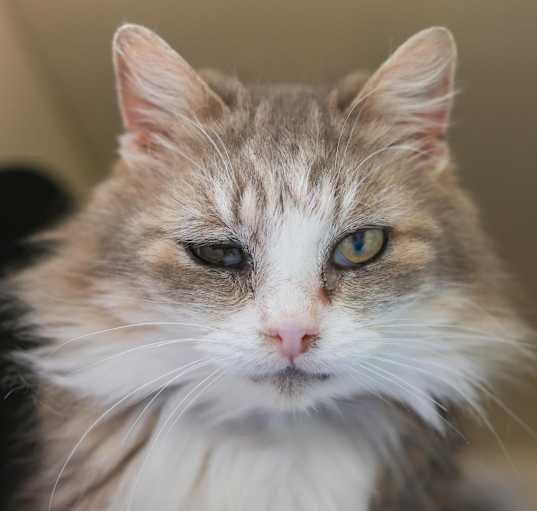 Photo of Blanche