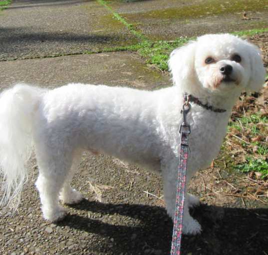 Photo of Pending!! Sailor - OR