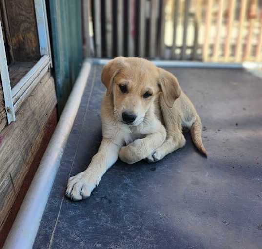Photo of Darla
