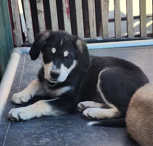 Photo of Dirk