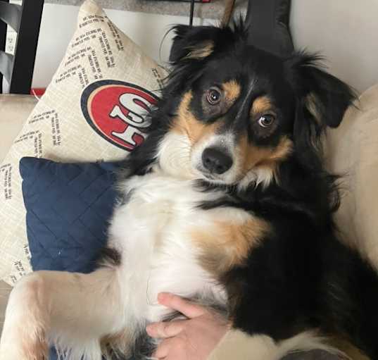 Photo of Sampson