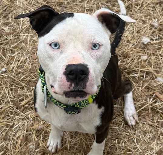 Photo of Otis