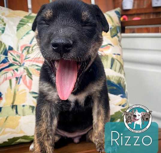 Photo of Rizzo Muppet
