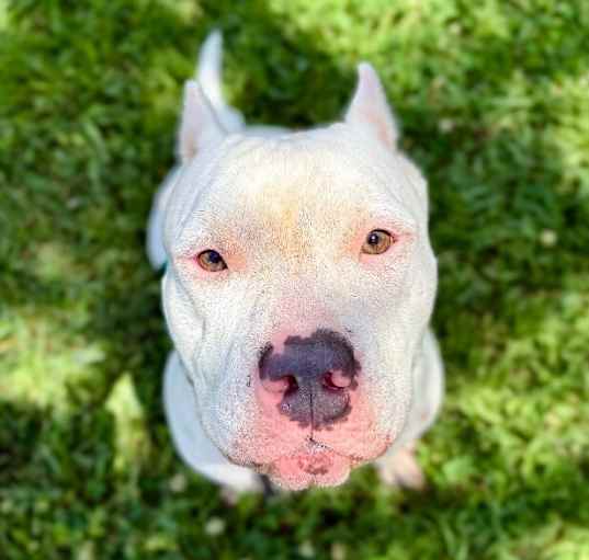Photo of Hector Happy Smart Boy