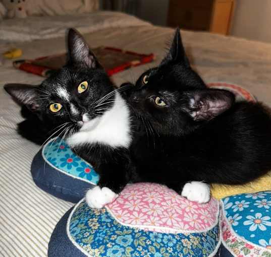 Photo of Koda/Kalea