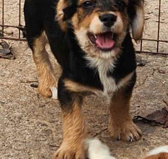 Photo of Jingle