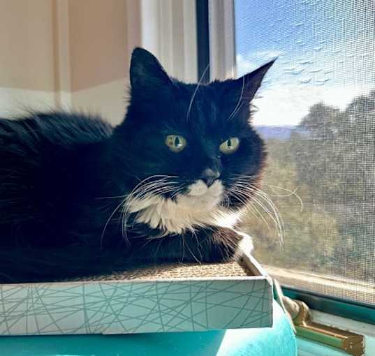 Photo of Raisin