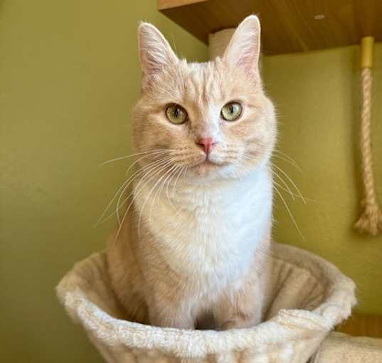 Photo of Creamsicle