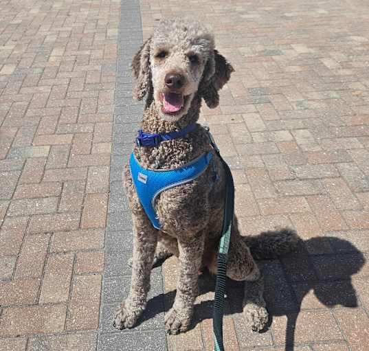 Photo of Bentley 