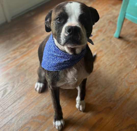 Photo of Sherman (Danielle)