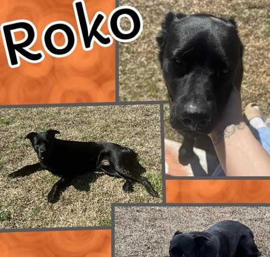 Photo of Roko