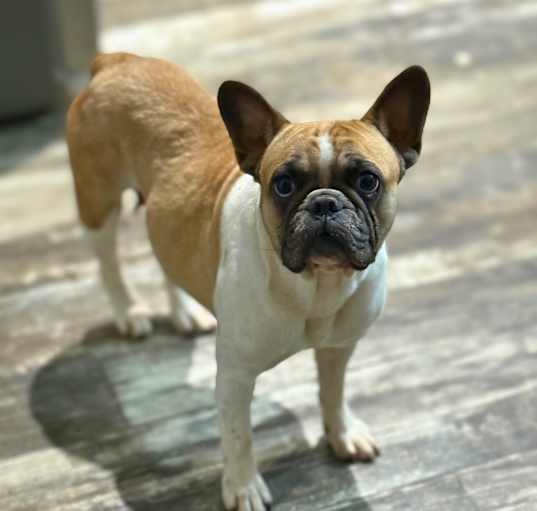 Photo of Gracie Tricket