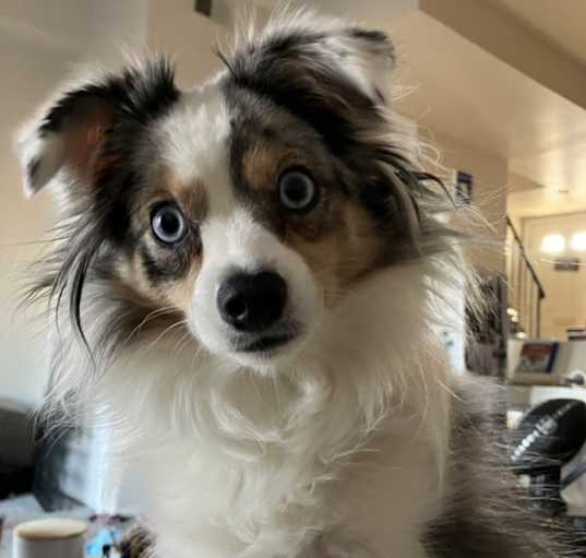 Photo of Sadie