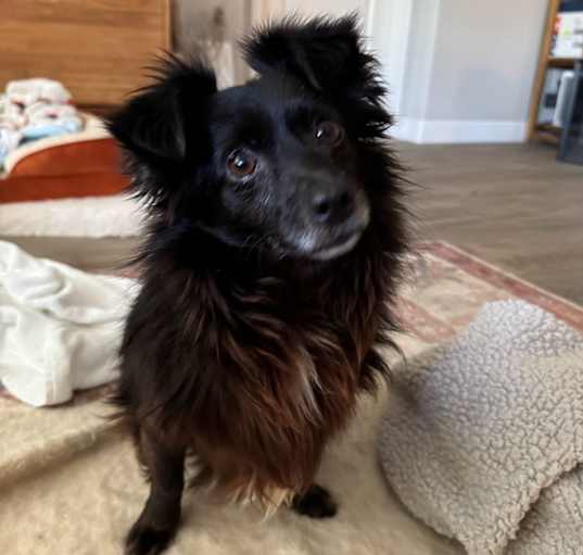 Photo of Harvey