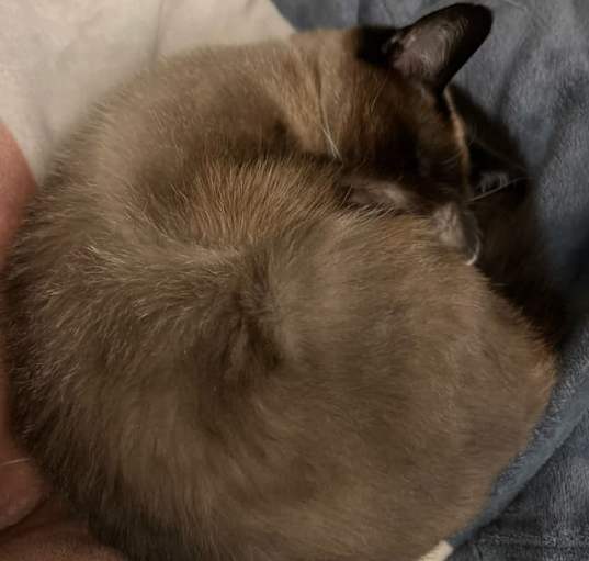 Photo of Cinnamon 3