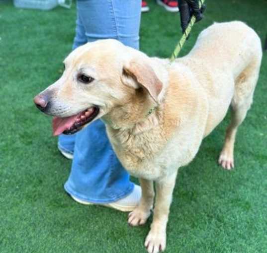 Photo of Scout*