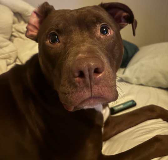 Photo of Sugar
