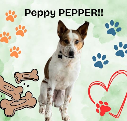Photo of Pepper