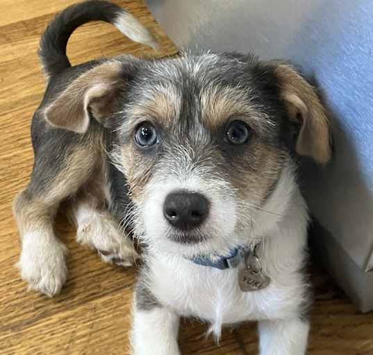 Photo of Beau