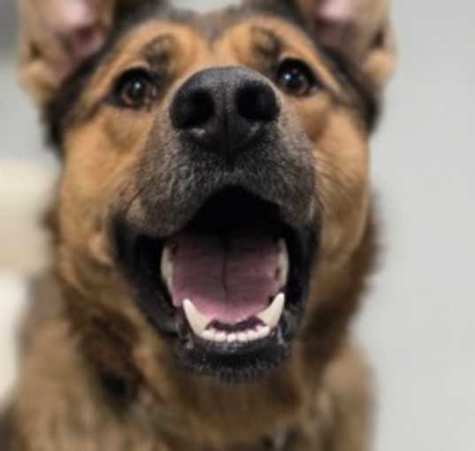 Photo of Dingo