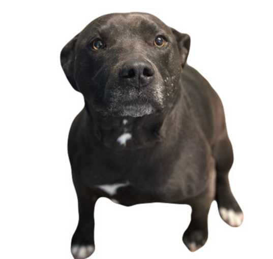 Photo of Tallulah
