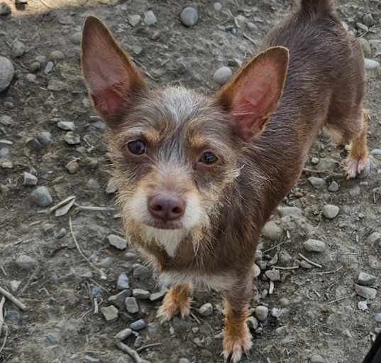 Photo of Bonnie