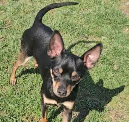 Photo of Buddy